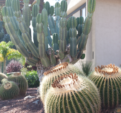 golden-ball-cactus-garden.webp